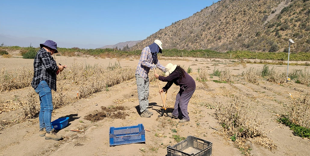 two researchers digging up a plant's roots in a hot dry field