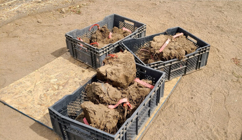 black milkbox crates full of dug up roots lying on the dirt