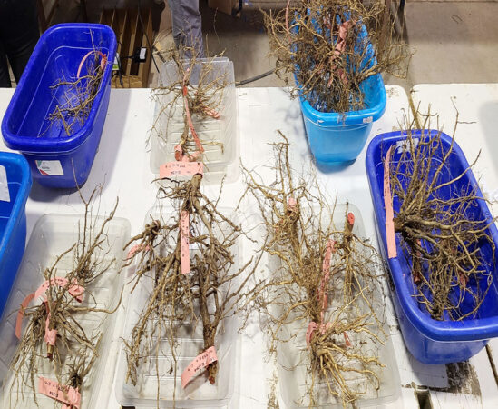 roots sorted into different bins and placed on a table in a laboratory