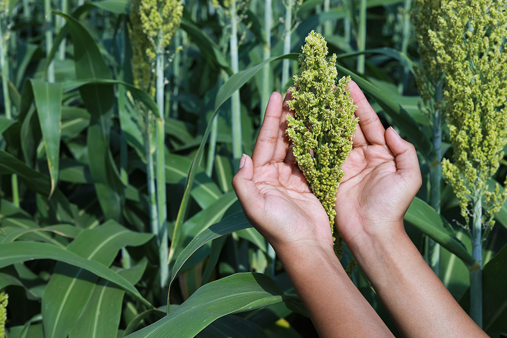 two hands holding the grain sorghum in a sorghum field