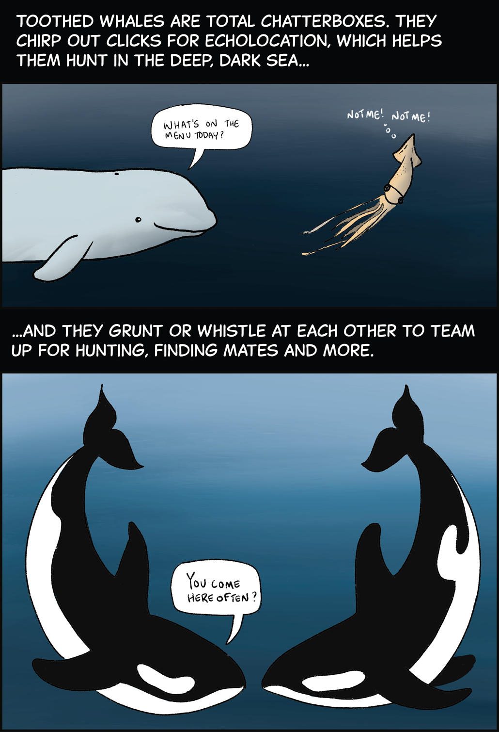 Text (above first image): Toothed whales are total chatterboxes. They chirp out clicks for echolocation, which helps them hunt in the deep, dark sea… First Image: a beluga whale swims after a squid in dark waters. The whale is saying, “What’s on the menu today?” and the squid is saying, “Not me! Not me!” Text (below first image, above second image): …and they grunt or whistle at each other to team up for hunting, finding mates and more. Second Image: Two orcas swim near each other with their noses almost touching. One is saying, “You come here often?” 