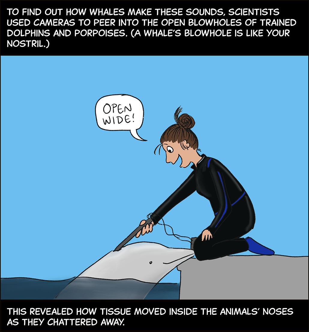 Text (above image): To find out how whales make these sounds, scientists used cameras to peer into the open blowholes of trained dolphins and porpoises. (A whale’s blowhole is like your nostril.) Image: A woman kneels at the edge of a pool to hold up a stick-shaped camera to the blowhole of a dolphin that is floating near the side of the pool with its nose on the edge. The woman is saying “Open wide!” Text (below image): This revealed how tissue moved inside the animals’ noses as they chattered away.  