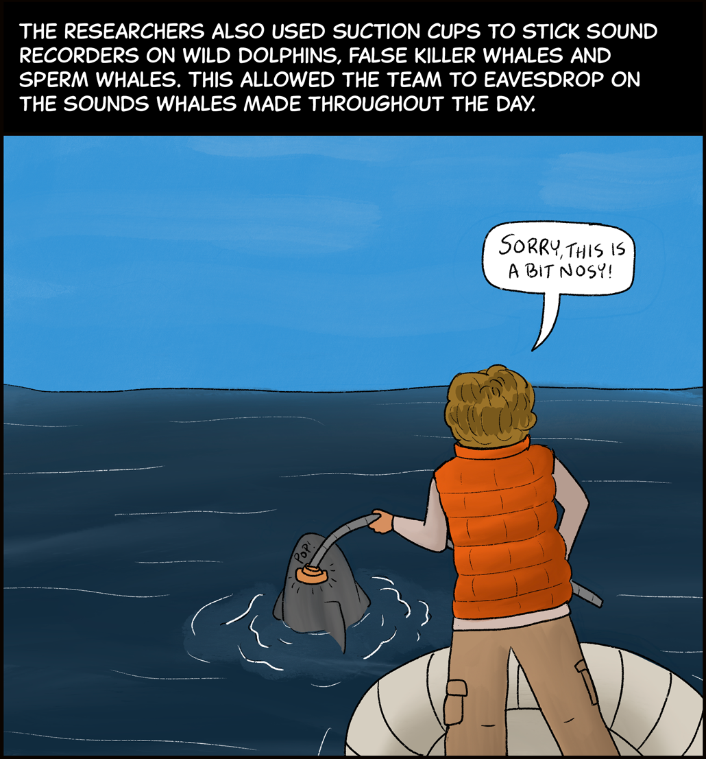 Text (above image): The researchers also used suction cups to stick sound recorders on wild dolphins, false killer whales and sperm whales. This allowed the team to eavesdrop on the sounds whales made throughout the day. Image: A scientist in cargo pants, a long-sleeved shirt and an orange life vest stands at the edge of a boat to use a long stick to put a suction cup on the back of a whale that is just poking out of the water. The scientist is saying, “Sorry this is a bit nosy!”
