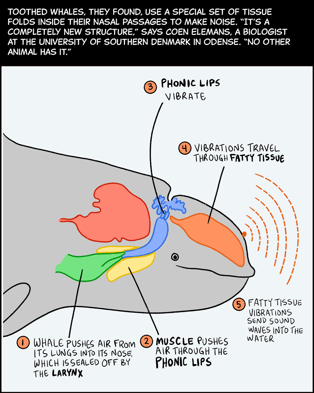 Text (above image): Toothed whales, they found, use a special set of tissue folds inside their nasal passages to make noise. “It’s a completely new structure,” says Coen Elemans, a biologist at the University of Southern Denmark in Odense. “No other animal has it.” Image: A diagram shows the inside of a whale’s head with numbers pointing to each step in the whale’s sound-making process. Step 1: Whale pushes air from its lungs into its nose, which is sealed off by the larynx. Step 2: Muscle pushes air through the phonic lips. Step 3: Phonic lips vibrate. Step 4: Vibrations travel through fatty tissue. Step 5: Fatty tissue vibrations send sound waves into the water. 