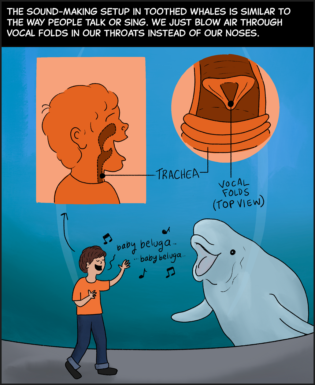Text (above image): The sound-making setup in toothed whales is similar to the way people talk or sing. We just blow air through vocal folds in our throats instead of our noses. Image: A child in an orange shirt and jeans stands next to the glass at an aquarium with a beluga whale on the other side. The child is singing “Baby beluga, baby beluga…” A diagram above the child shows how inside the child’s throat, vocal folds are vibrating to produce the song.