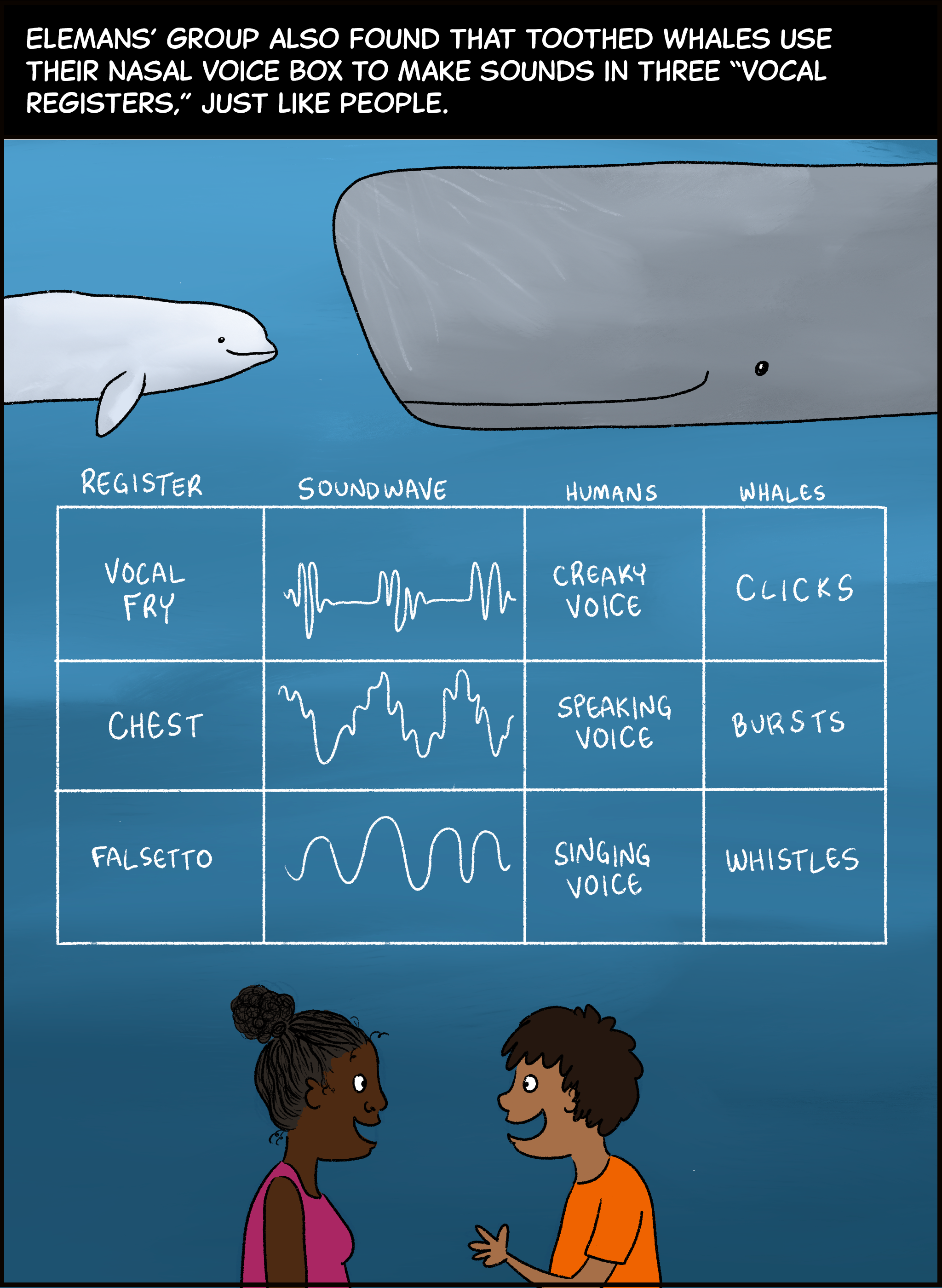 Text (above image): Elemans’ group also found that toothed whales use their nasal voice box to make sounds in three “vocal registers,” just like people. Image: a small white whale and a large grey whale face each other. Below them is a chart. The first column of the chart lists three vocal registers: Vocal fry, chest register and falsetto register. The second column of the chart depicts the sound wave for each vocal register. The third column lists what each vocal register sounds like in people: vocal fry corresponds to creaky voice, chest register is speaking voice, and falsetto register is singing voice. The fourth column lists what each vocal register sounds like in whales: vocal fry is echolocation clicks, chest register is bursts of sound, and falsetto register is whistles. Below the chart, two children face each other speaking, similar to the two whales above the chart.