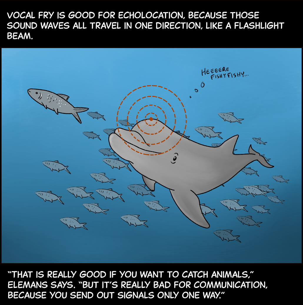 Text (above image): Vocal fry is good for echolocation, because those sound waves all travel in one direction, like a flashlight beam. Image: A dolphin swims through a school of fish, chasing one. Orange lines beaming out from its nose illustrate the direction that its echolocation click sound waves are traveling. A speech bubble coming from the dolphin says, “Here, fishy fishy…” Text (below image): “That is really good if you want to catch animals,” Elemans says. “But it’s really bad for communication, because you send out signals only one way.”