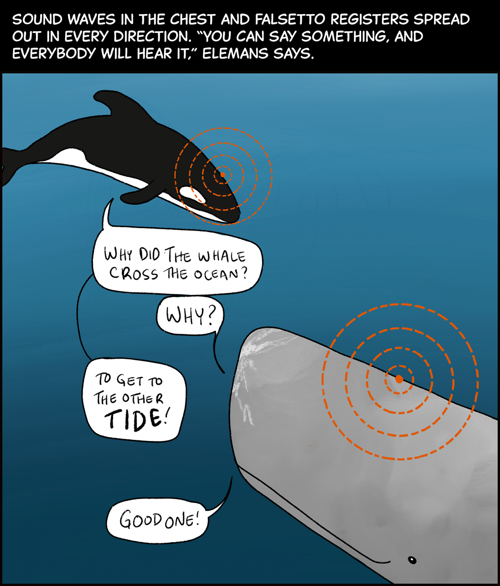Text (above image): Sound waves in the chest and falsetto registers spread out in every direction. “You can say something, and everybody will hear it,” Elemans says. Image: An orca and a sperm whale face each other. The orca says, “Why did the whale cross the ocean?” The sperm whale says, “Why?” The orca says, “To get to the other tide!” The sperm whale says, “Good one!”