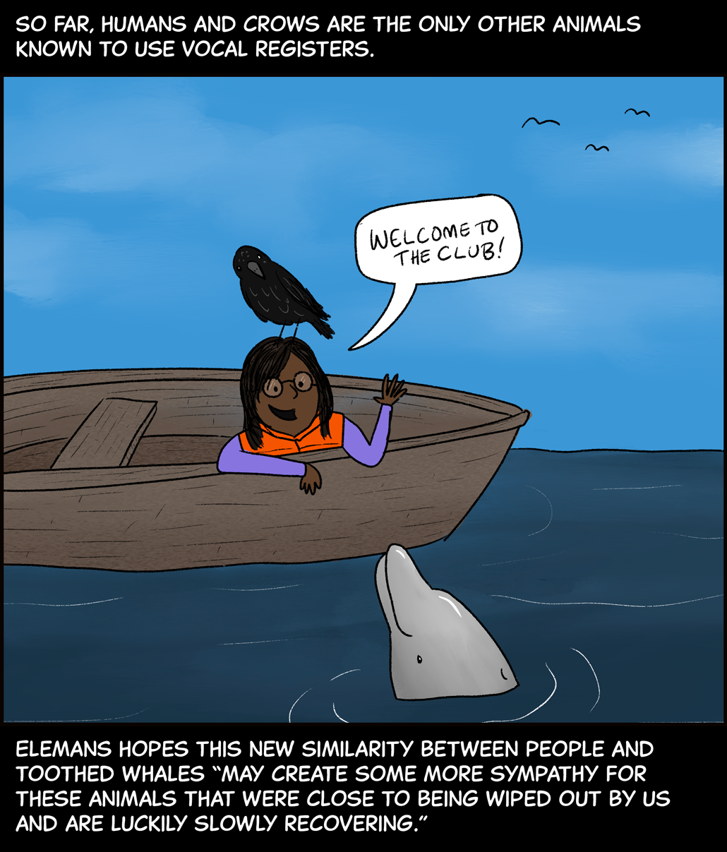 Text (above image): So far, humans and crows are the only other animals known to use vocal registers. Image: a person in a canoe wearing a life vest and glasses has a crow perched on their shoulder and waves at a dolphin poking its head out of the water. The person says to the dolphin, “Welcome to the club!” Text (below image): Elemans hopes this new similarity between people and toothed whales “may create some more sympathy for these animals that were close to being wiped out by us and are luckily slowly recovering.”