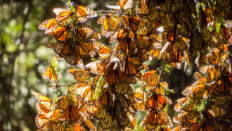 hundreds of monarch butterflies resting on tree branches