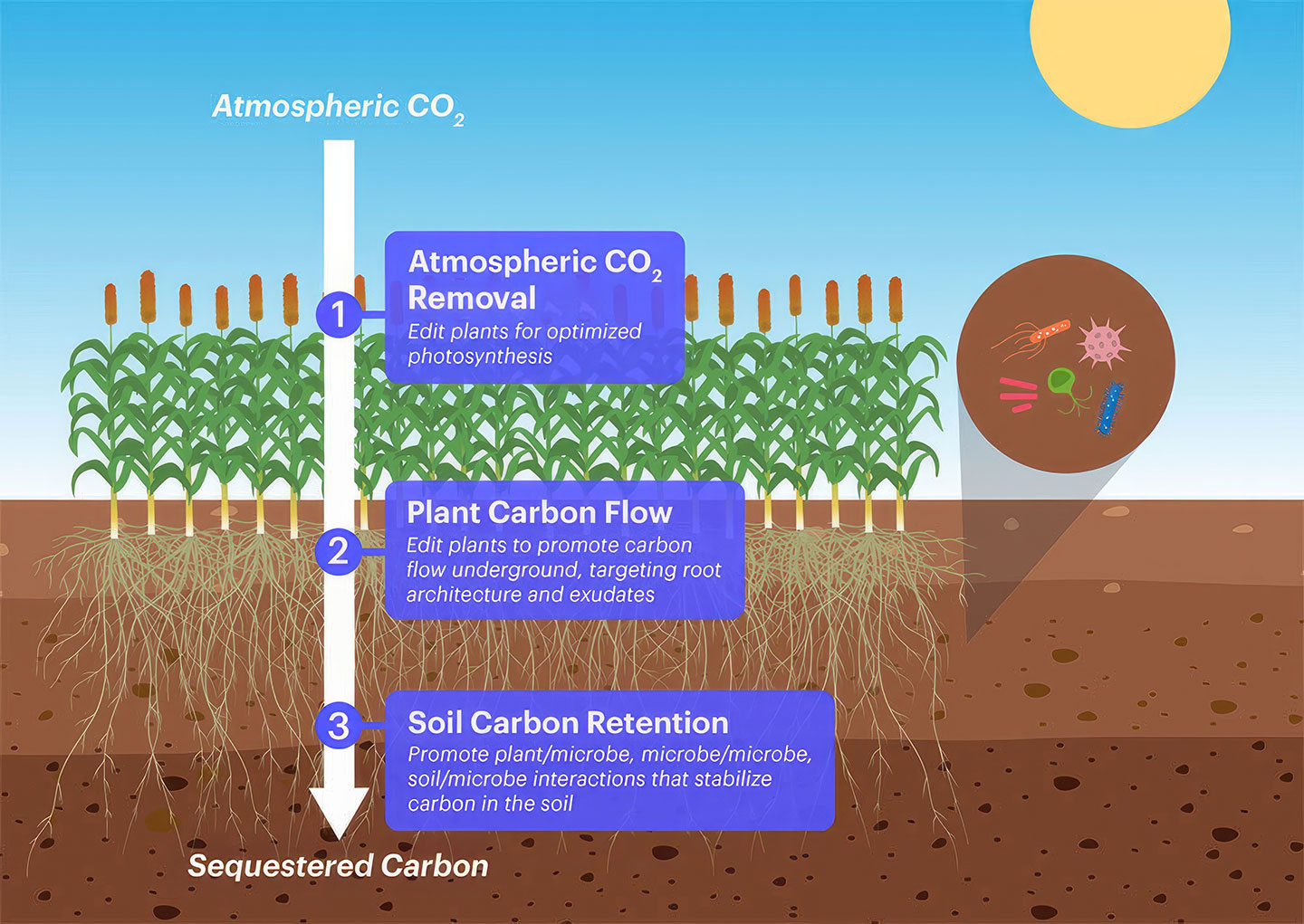 a diagram explaining the carbon cycle