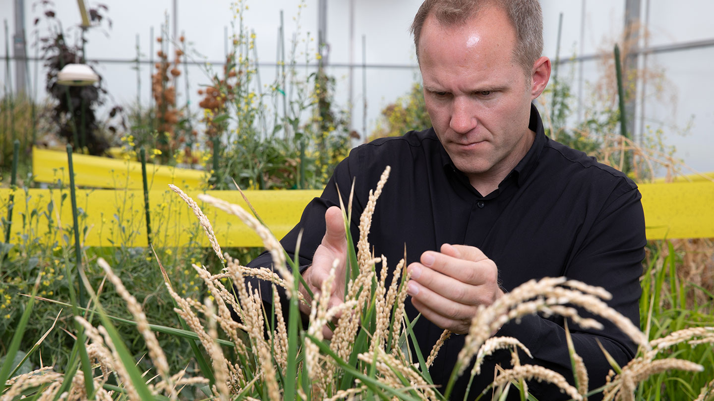 Is Hacking Photosynthesis the Key to Increasing Crop Yields