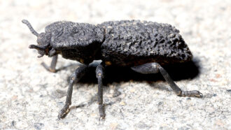 a black beetle with a rugged, bumpy exoskeleton stands on whitish-gray ground