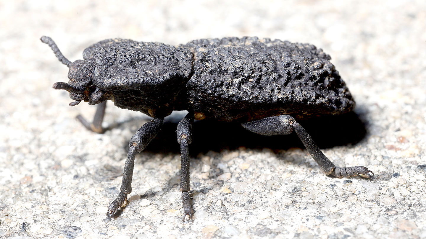 Let's learn about beetles' survival superpowers