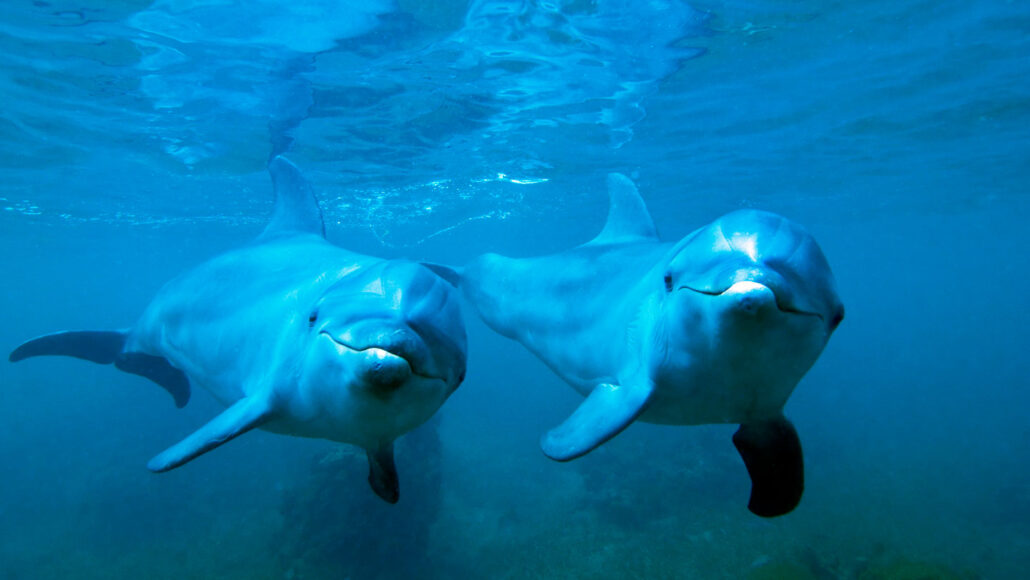 two underwater wild dolphins look back at the viewer