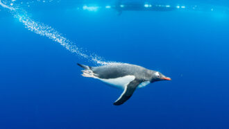 a penguin dives into deep blue water with its wings extended and a trail of bubbles behind it