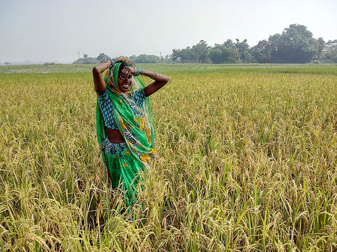 Sohabati Devi wears a green sari and stands in her rice field.