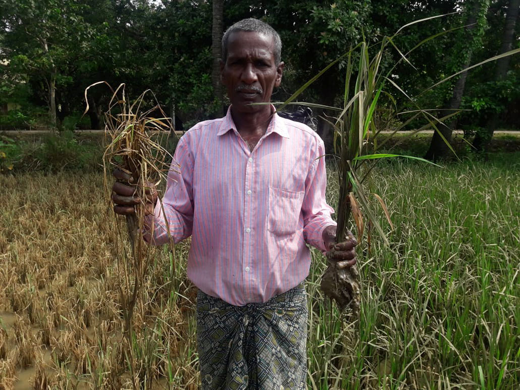 Narendra Kumar Sethy stands in a rice field holding dead stalks of rice (left) and living rice stalks (right) after his field flooded. 