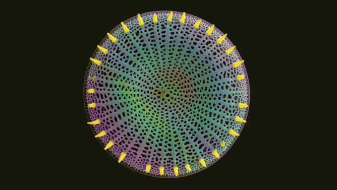 An image of a microscopic diatom which has a hard porous cell wall on a black background.