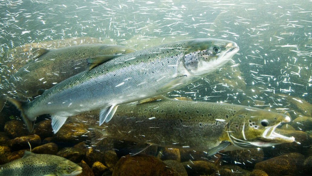 Pumping cold water into rivers could help fish chill out