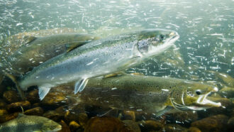 An underwater photo of three Atlantic salmon swimming in a river.