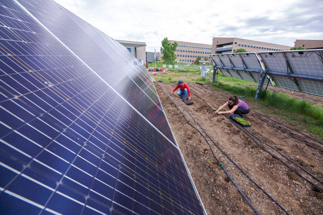 People planting crops in dirt rows between solar panels