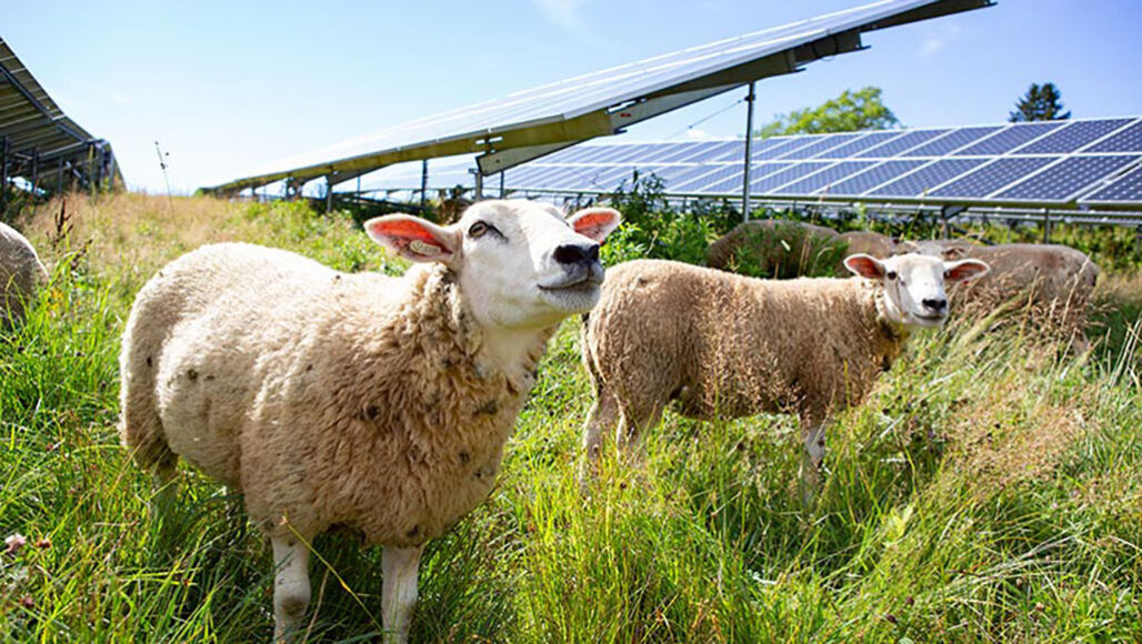 sheep in a pasture with solar panels behind them