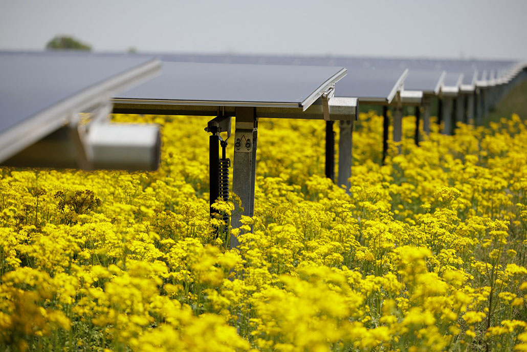 a field full of yellow blossoms with solar panels just above the flowers