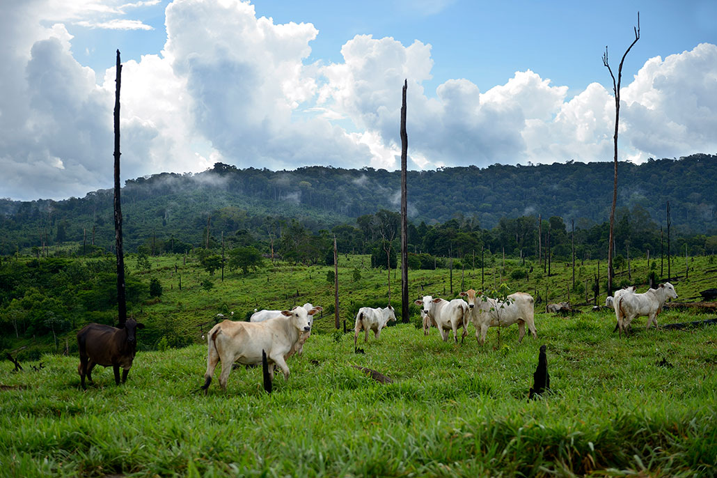 beef cattle grazing in a green pasture