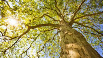a photo of a tree is taken looking upward along the trunk, through leaves against a sunny blue sky
