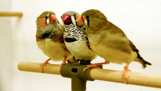 Three zebra finches sit on a perch, but the finch in the middle is a convincing robot, not a real bird.