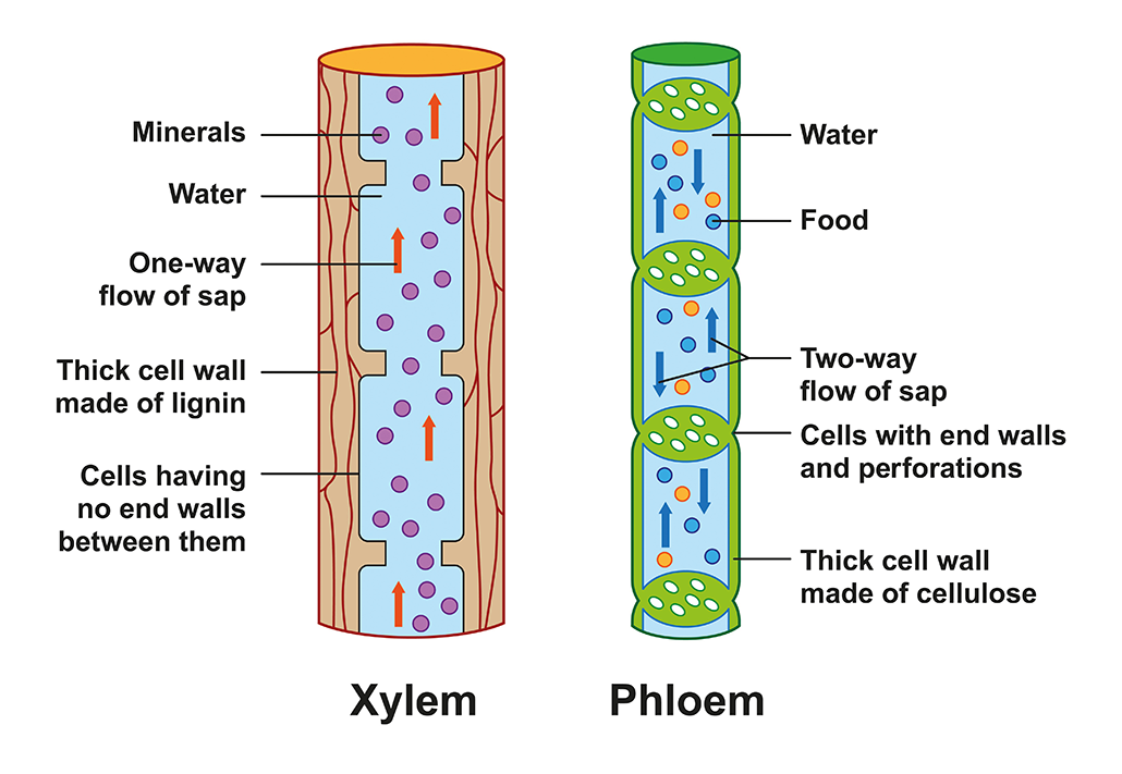 a diagram showing how minerals and water move through xylem and phloem
