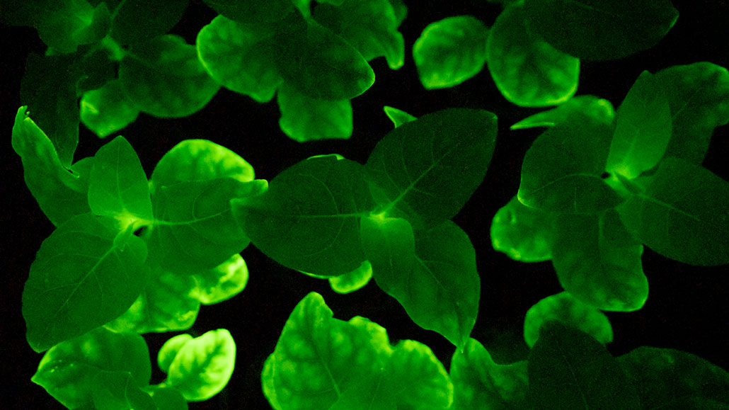 a photo of three-leafed plants glowing in the dark