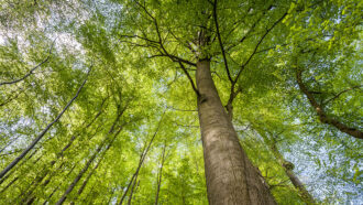 a photo of a canopy of birch trees as seen looking up from the ground into the trees