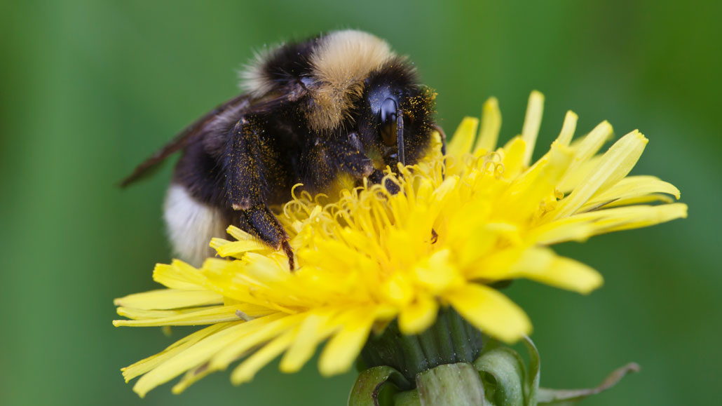 a bumblebee pollinating a dandelion bloom