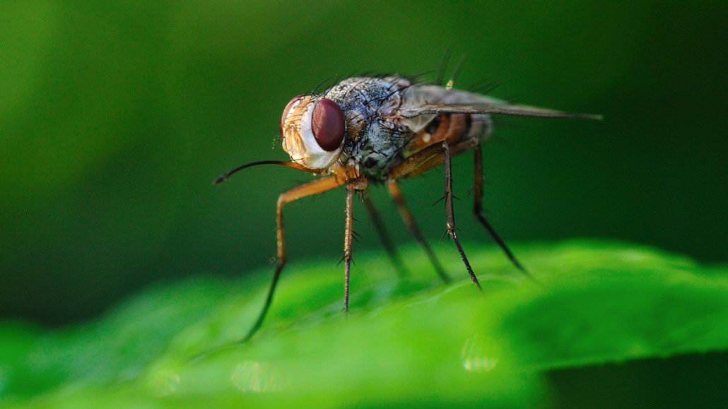 a fruit fly on a green leaf