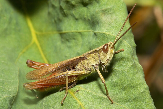 a green cricket with red eyes on a leaf looks at the viewer