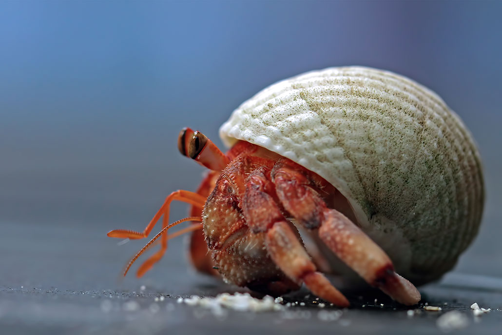 a hermit crab walking to the left