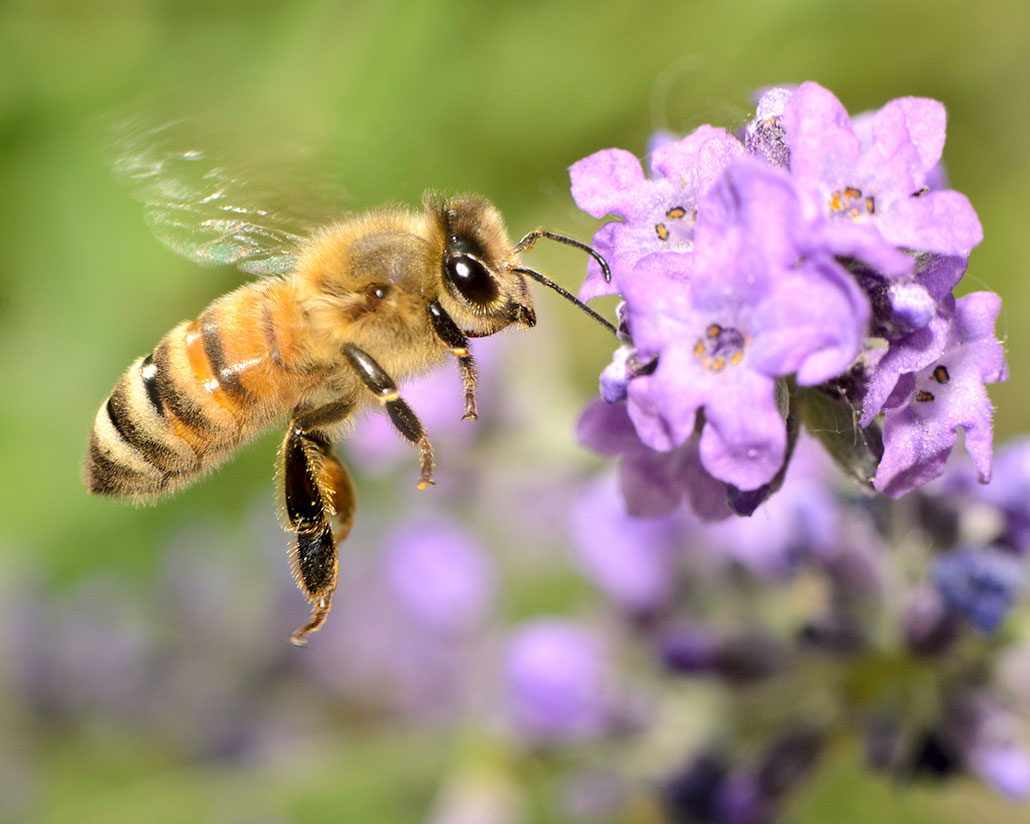 a honeybee approaching a purple flower