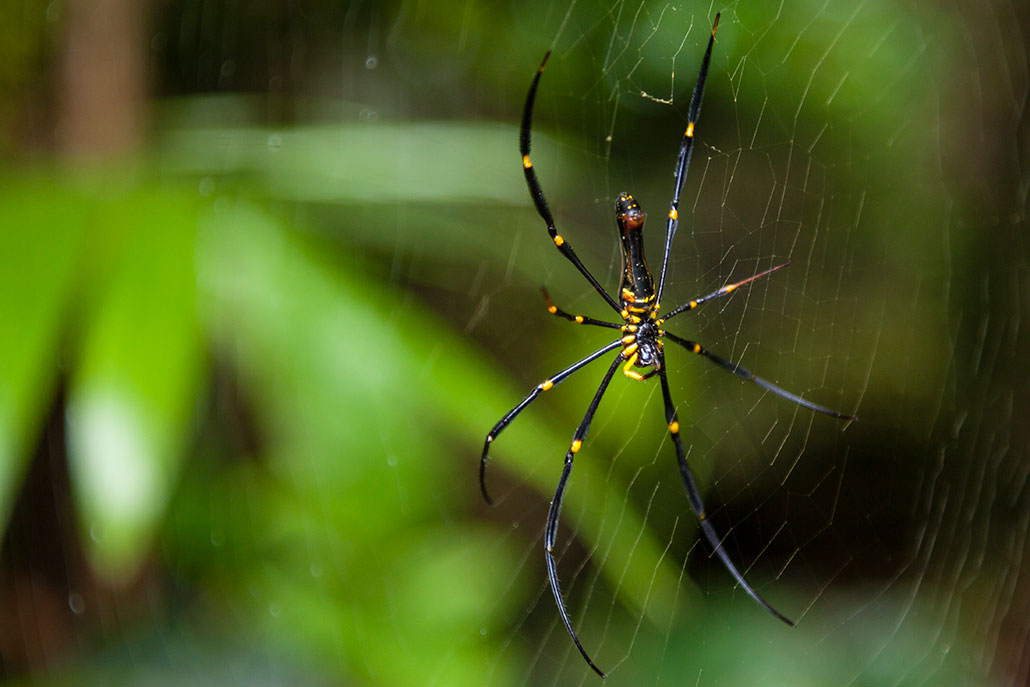 a garden spider in a web