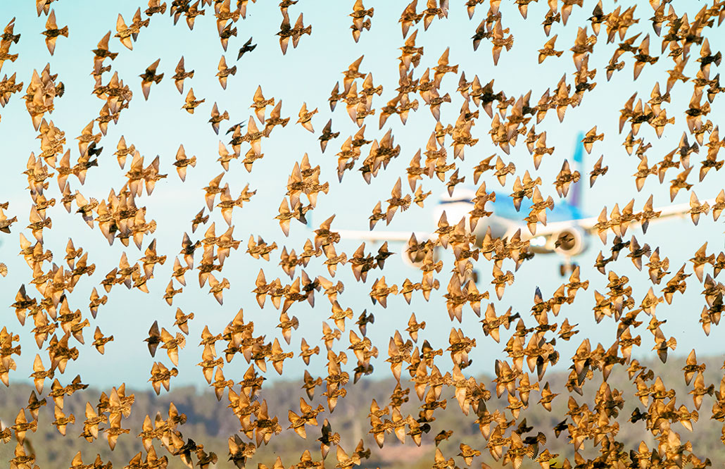 a flock of hundreds of starlings flies in front of the viewer, mostly blocking the sight of a passenger jet plane behind them