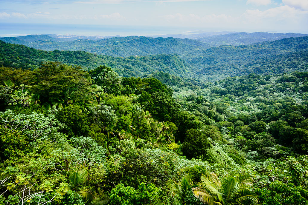 a photo of the top of a tropical forest in Puerto Rico, treetops stretch to the horizon over gently rolling hills