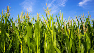 a view of the tops of corn plants in under a blue sky