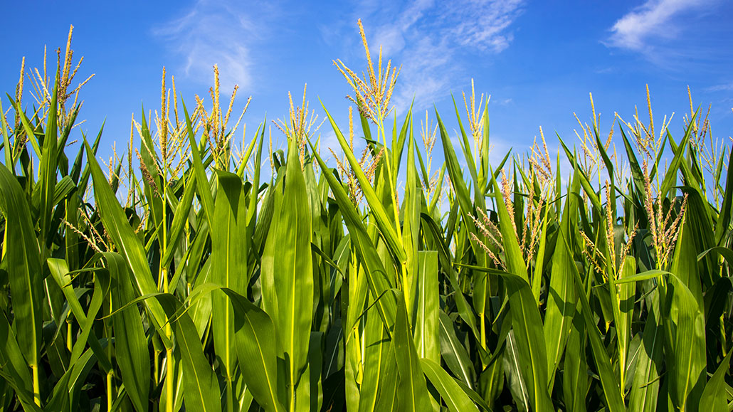 a view of the tops of corn plants in under a blue sky