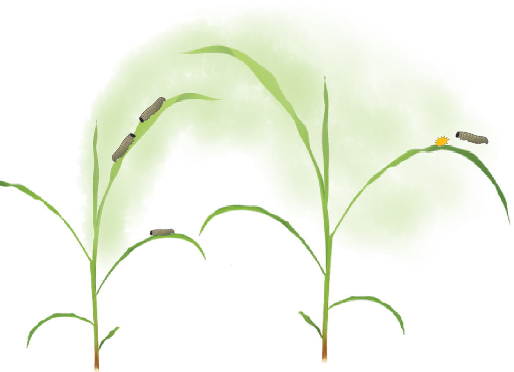 an illustration of caterpillars eating the tops of corn plants