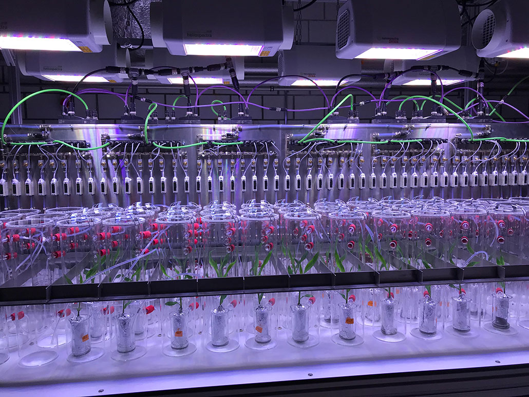 a room with many small plants growing in clear plastic tubes. Flexible plastic tubes connect to each plant for monitoring