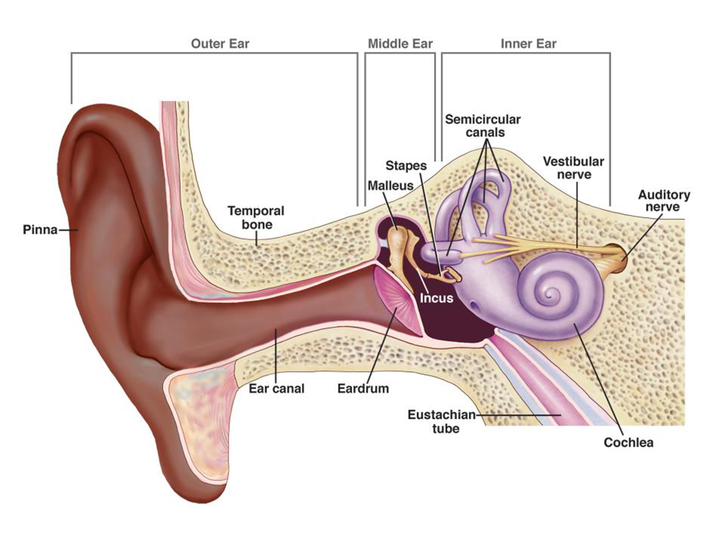 a diagram showing the anatomy of the ear and inner ear