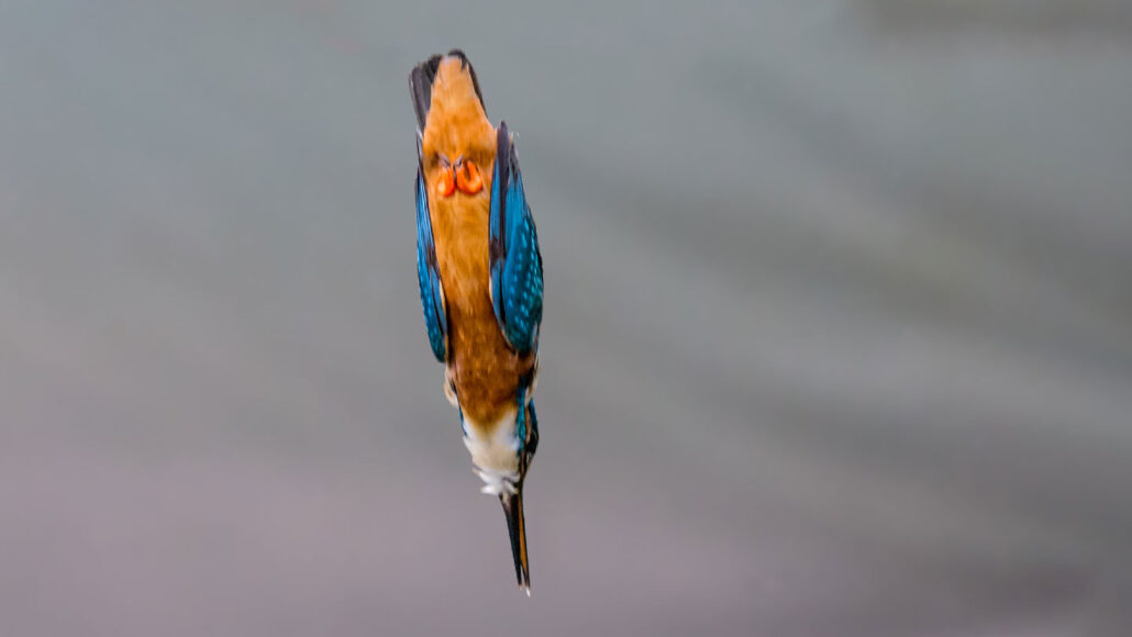 A picture of a kingfisher bird diving toward the water