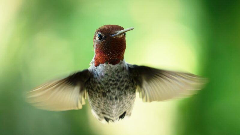 See how hummingbirds sneak through small spaces