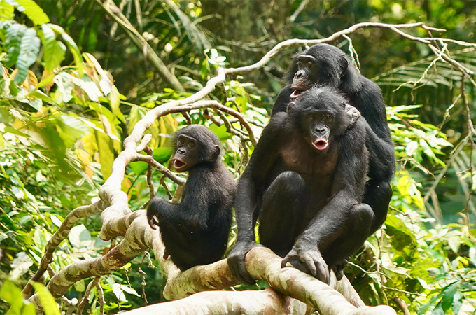 Three female bonobos in the Congo sit together and have their mouths open to vocalize.